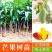 正宗嫁接苗四季蜜芒，金煌芒，贵妃芒，台农芒带土带叶发货