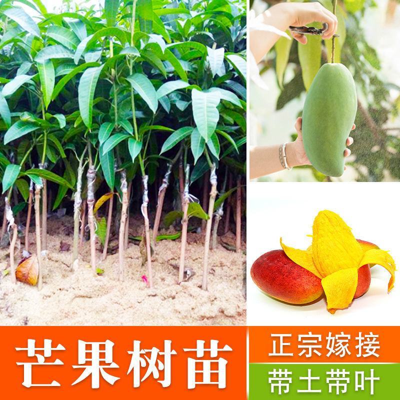 正宗嫁接苗四季蜜芒，金煌芒，贵妃芒，台农芒带土带叶发货