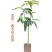 正宗嫁接苗四季蜜芒，金煌芒，贵妃芒，台农芒带土带叶发货