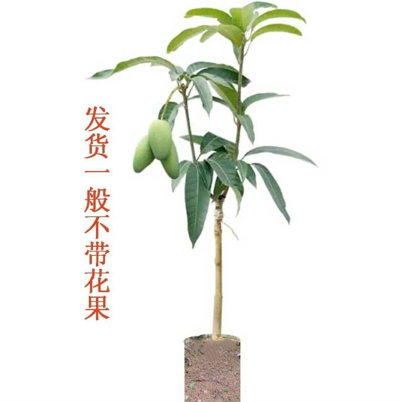 正宗嫁接苗四季蜜芒，金煌芒，贵妃芒，台农芒带土带叶发货