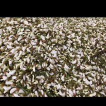 又是一年槐花香2026年纯野生洋槐花大量上，全程冷链运输