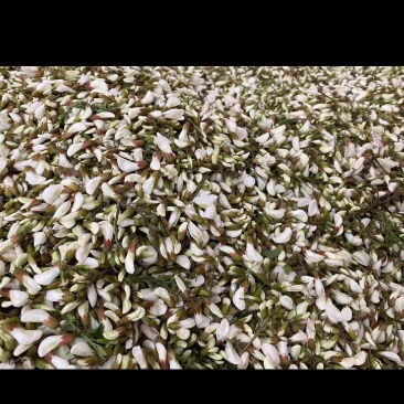 又是一年槐花香2026年纯野生洋槐花大量上，全程冷链运输