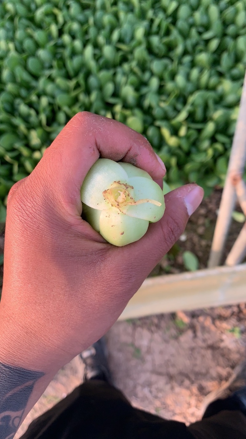 大量批发供应精品上海青油菜