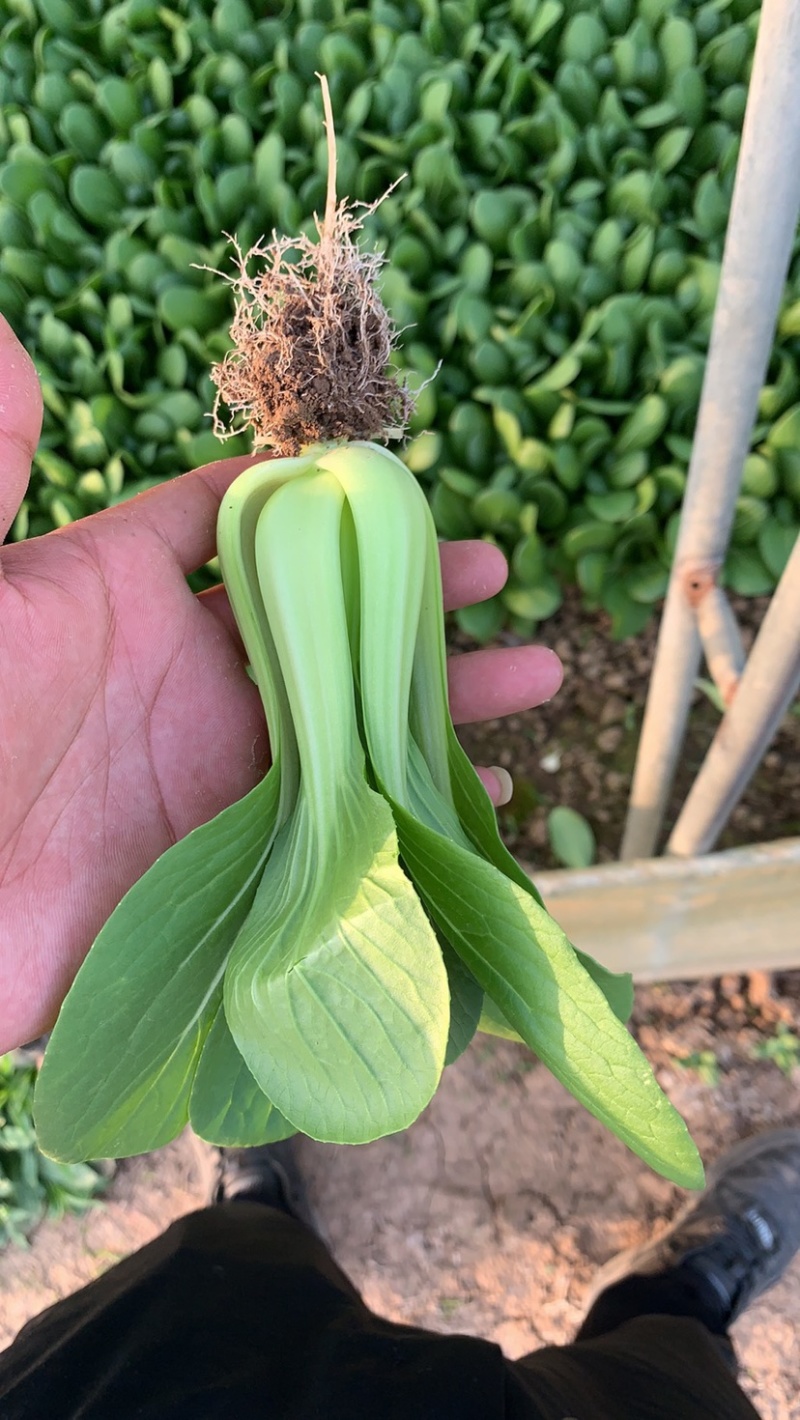 大量批发供应精品上海青油菜