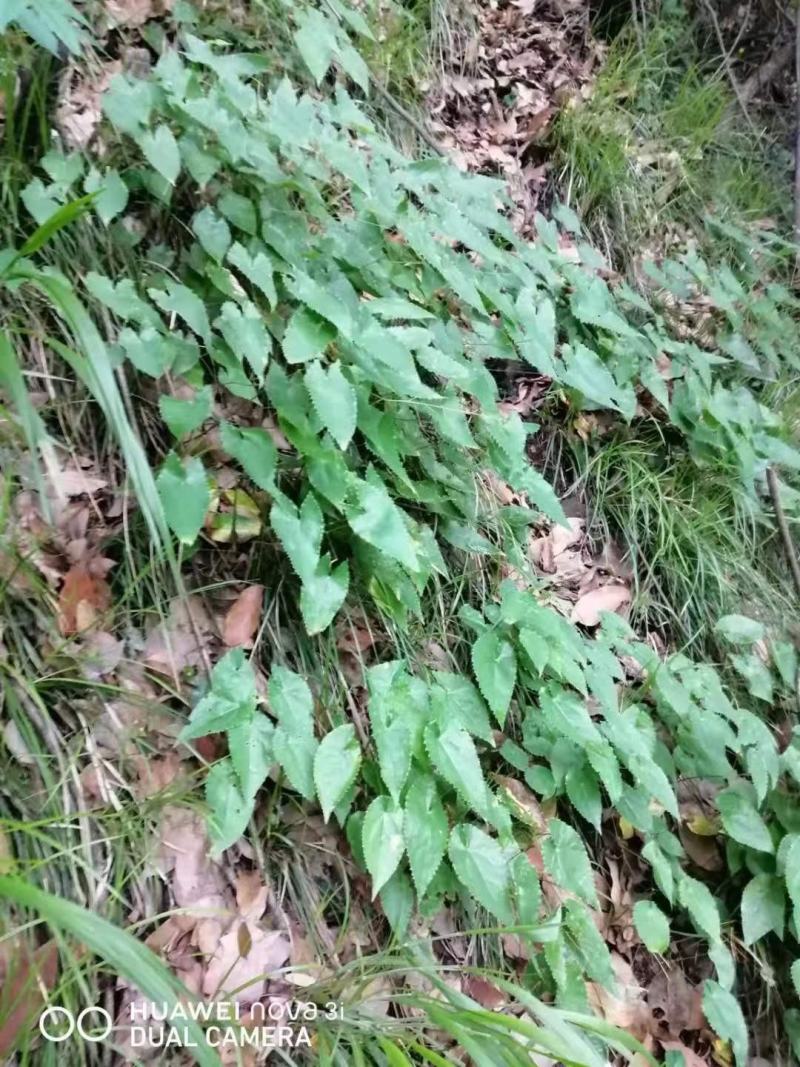 淫羊藿种苗