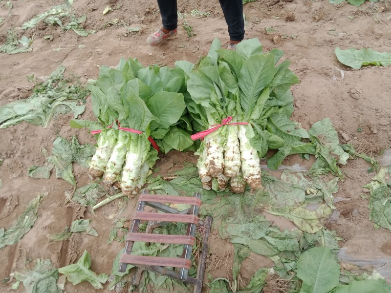 莴笋陕西朝邑镇沙底村红叶香莴笋蔬菜产地直销货源充足