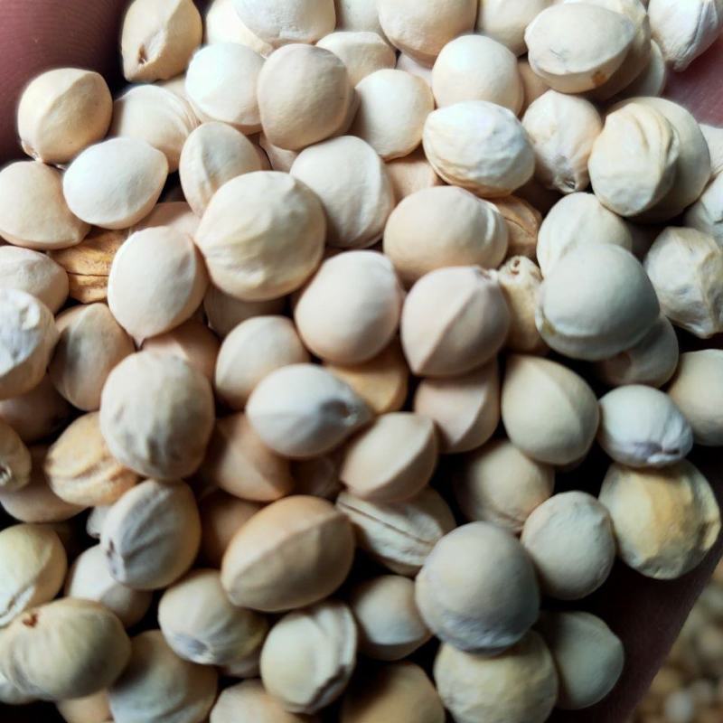 樱桃籽樱桃核樱桃核樱桃子樱桃籽中药材