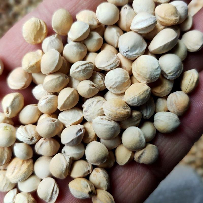 樱桃籽樱桃核樱桃核樱桃子樱桃籽中药材