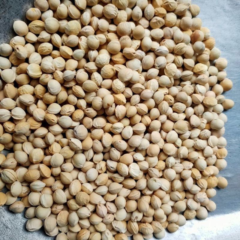 樱桃籽樱桃核樱桃核樱桃子樱桃籽中药材