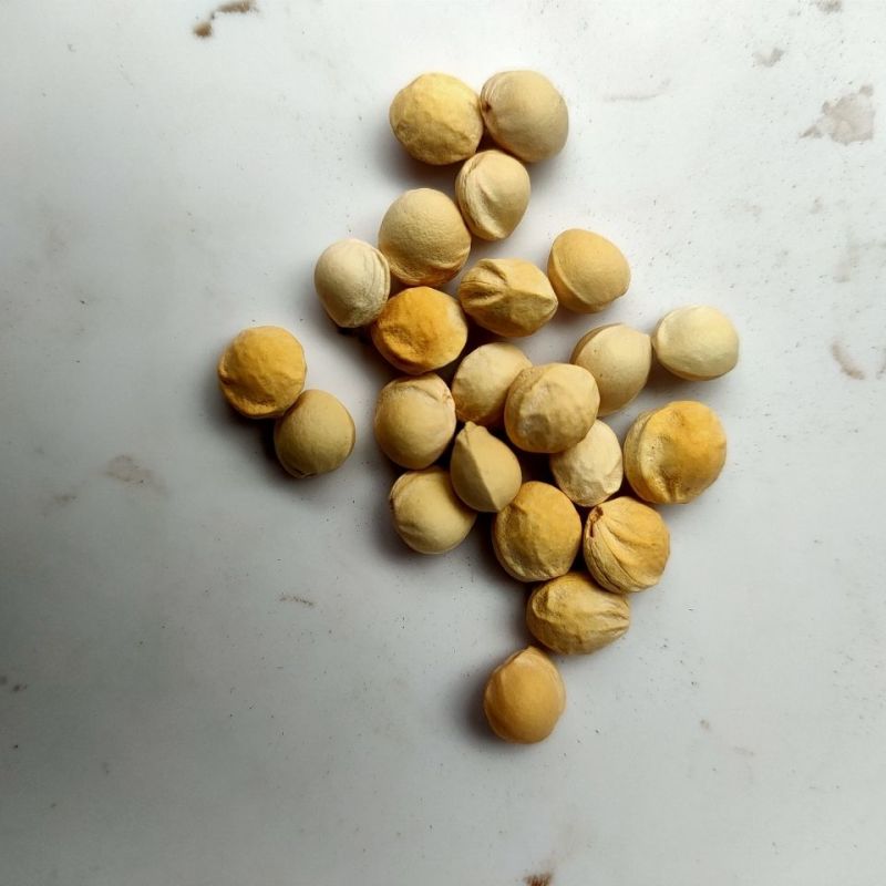 樱桃籽樱桃核樱桃核樱桃子樱桃籽中药材