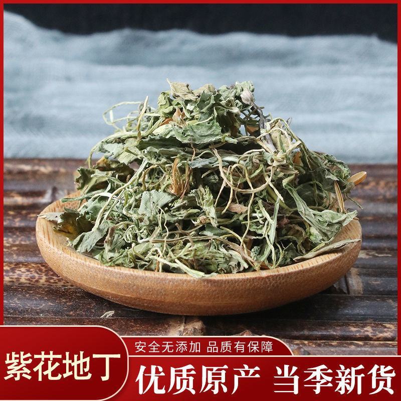紫花地丁地丁紫花地丁中药材苦地丁草铧头