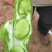 蚕豆