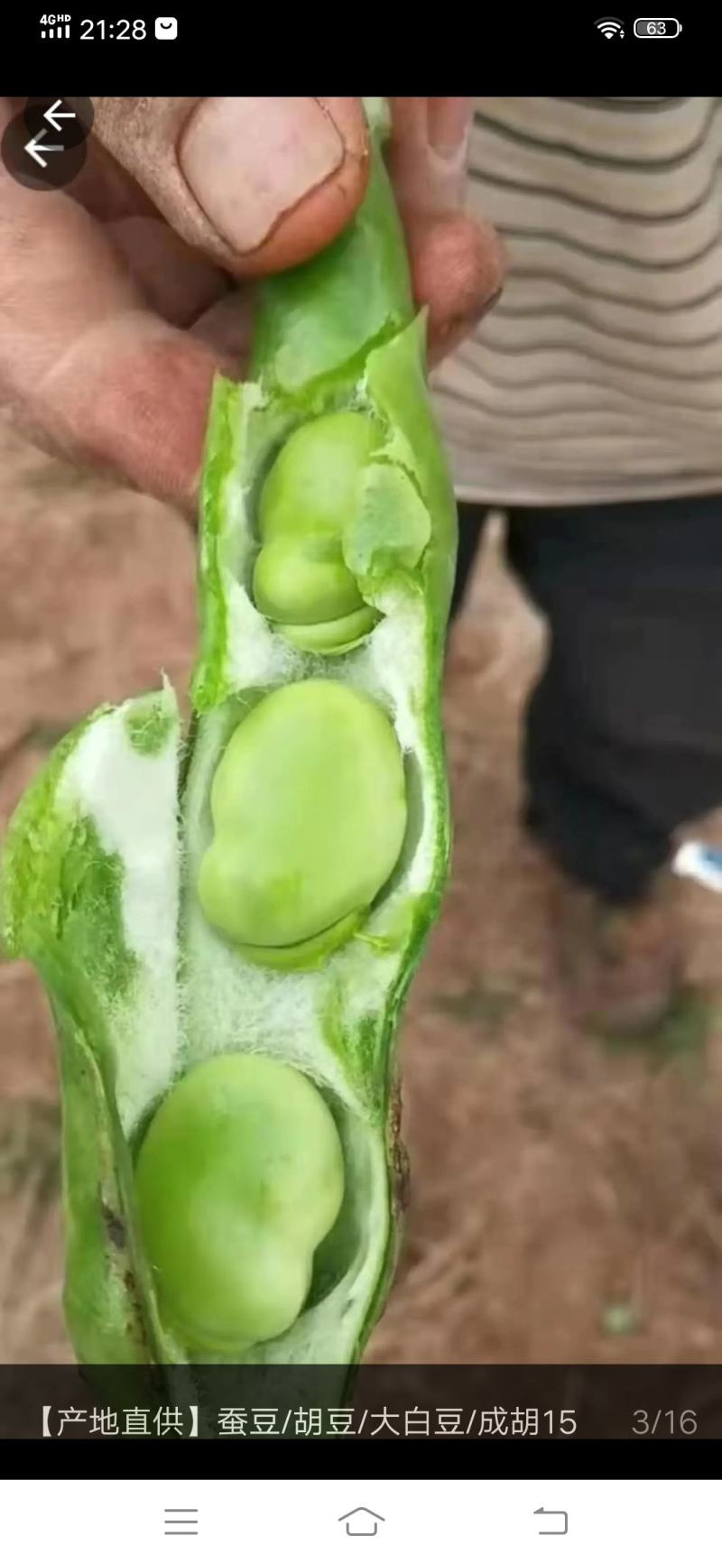 蚕豆