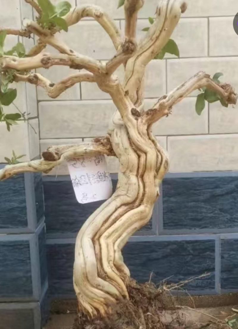 金银花树桩