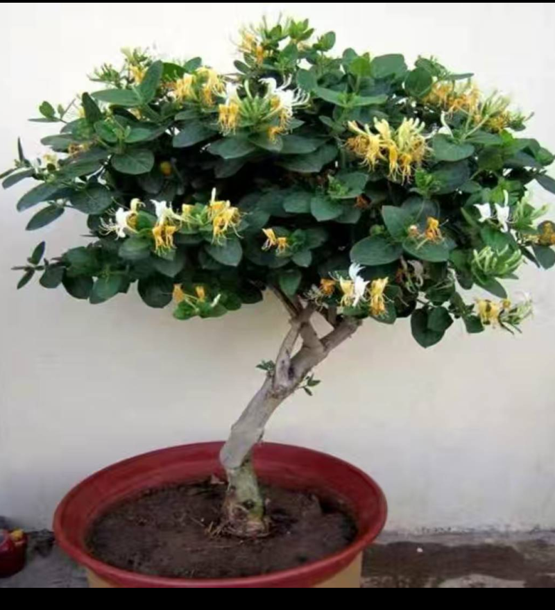 金银花树桩