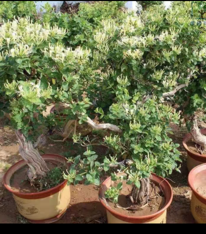 金银花树桩