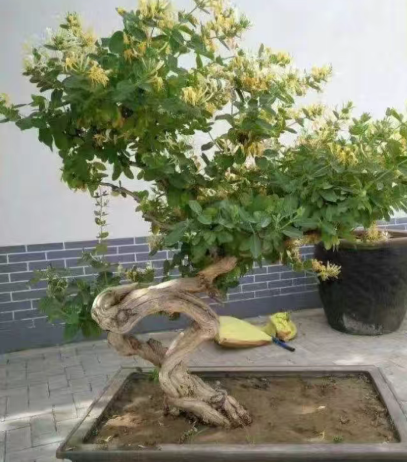 金银花树桩