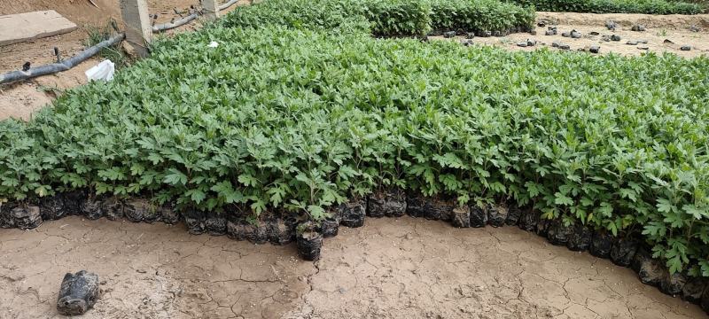 纯红色地被菊黄色地被菊一手货源