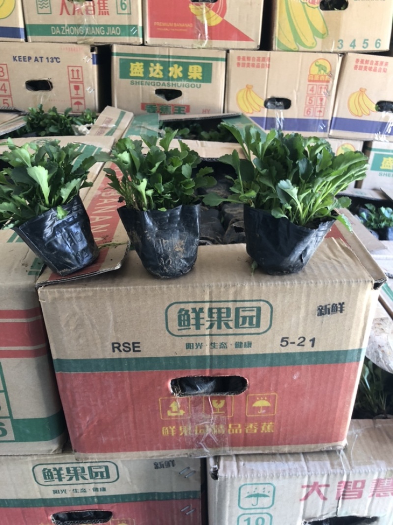 大滨菊