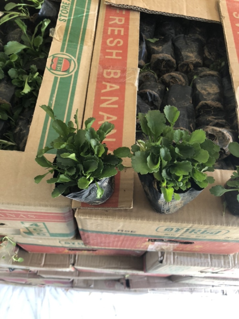 大滨菊