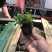 大滨菊