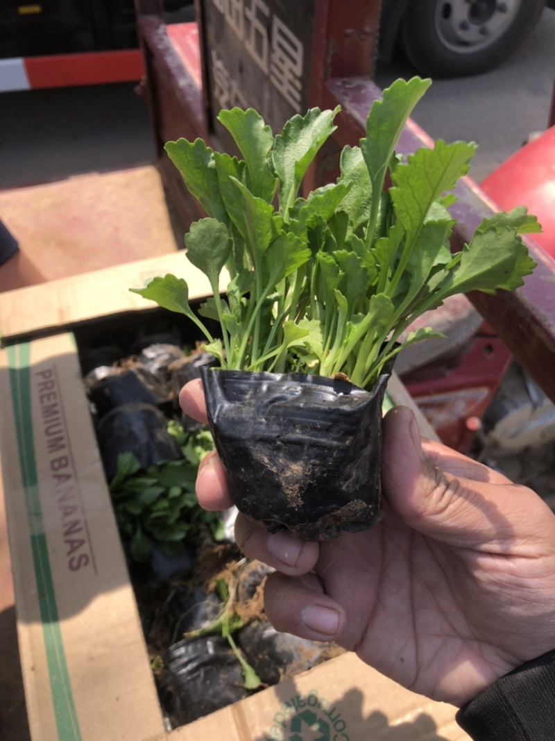 大滨菊