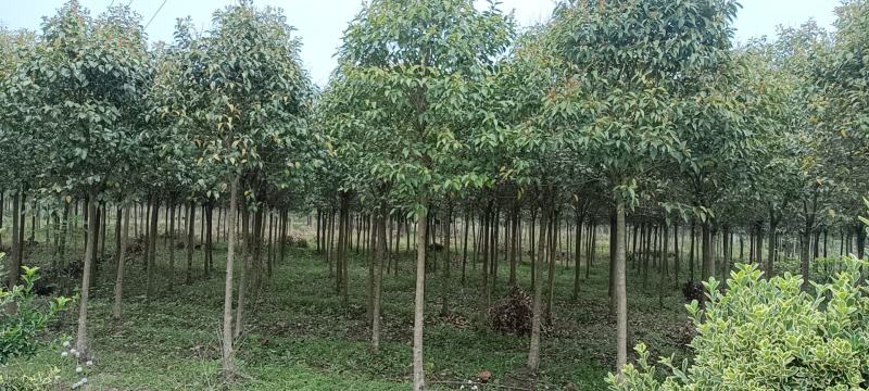 4公分大叶女贞包上车杆直冠圆技术指导量大优惠