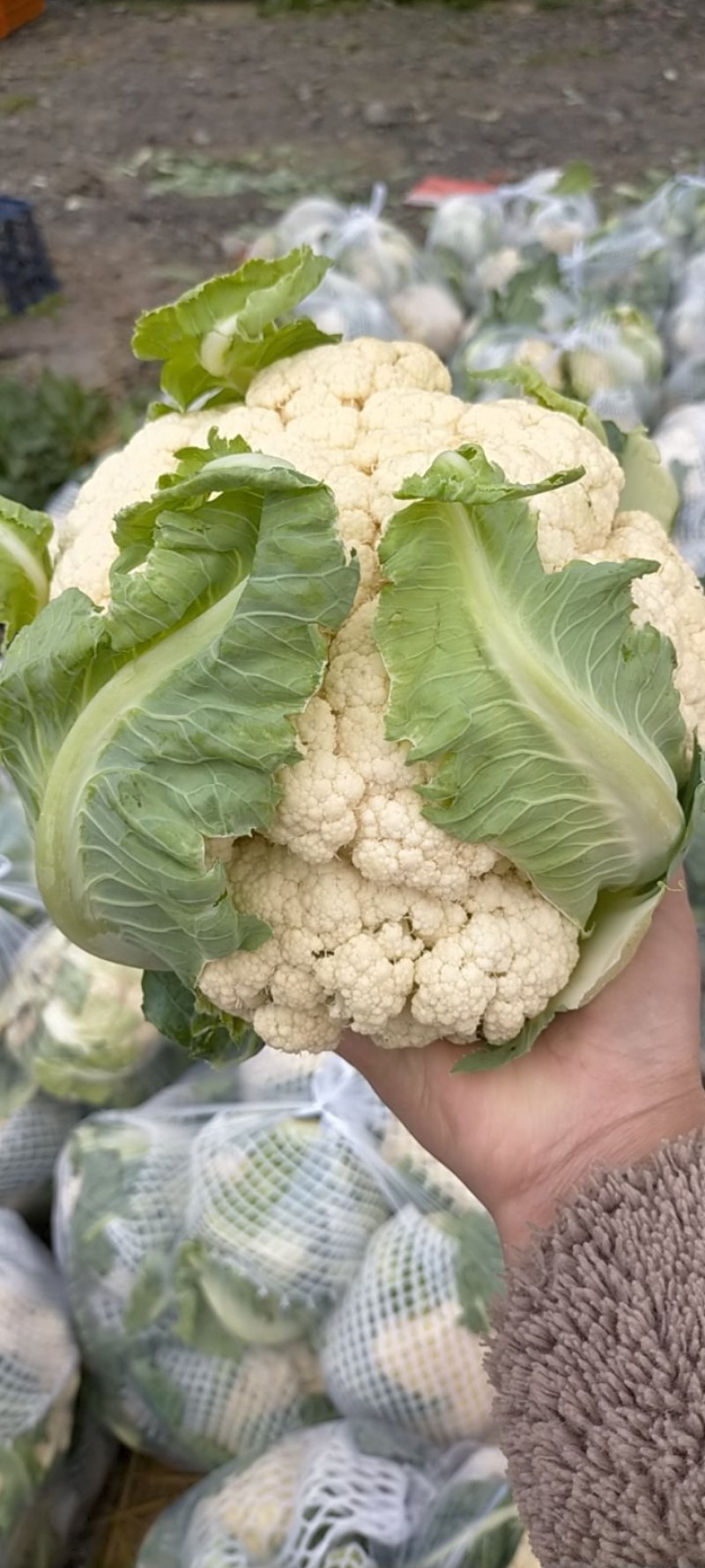 精品白花菜，质量好，乳白，越冬二百四十天里，