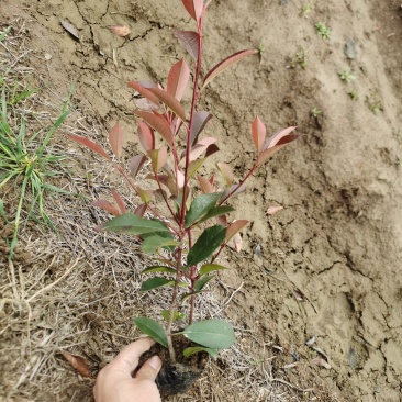 红叶石楠小杯苗高度20至40