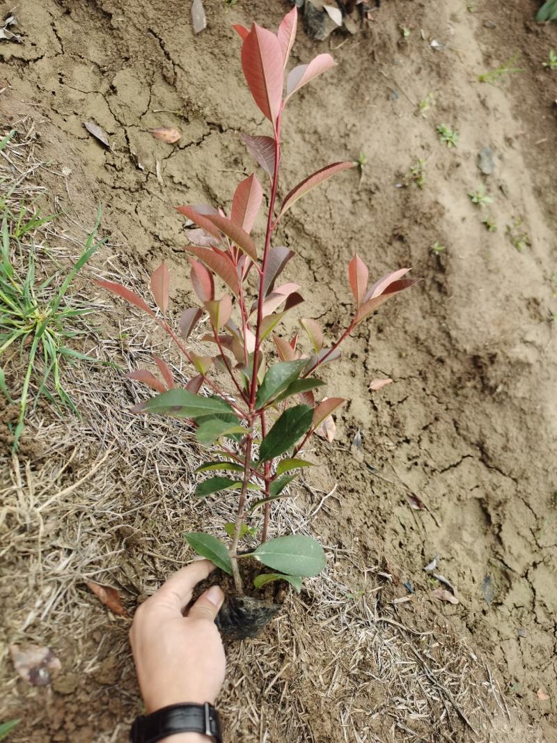 红叶石楠小杯苗高度20至40