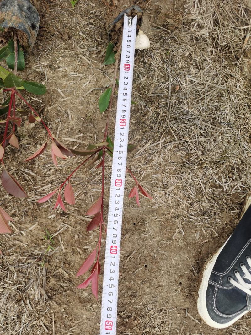 红叶石楠小杯苗高度20至40