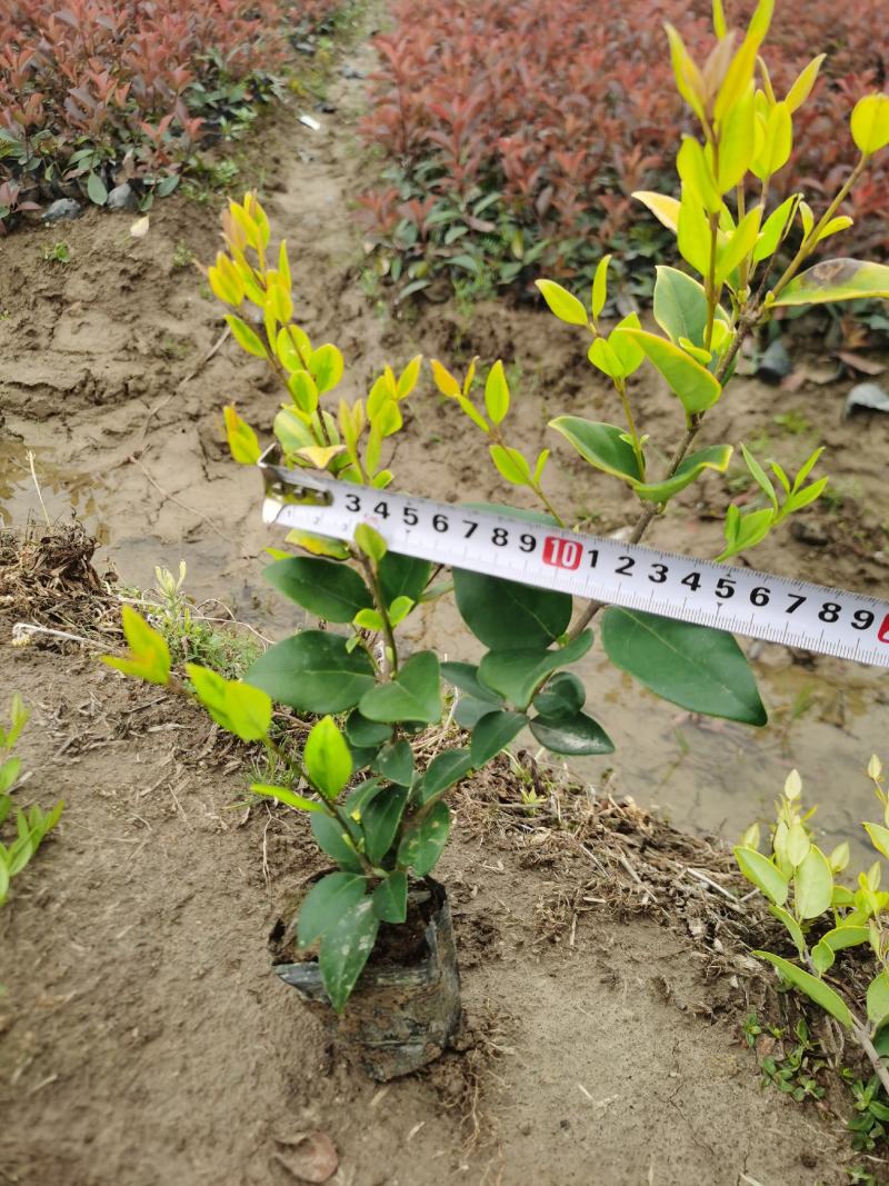 金森女贞小杯苗高度20至40