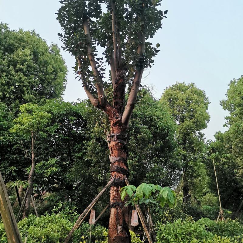 木菠萝树