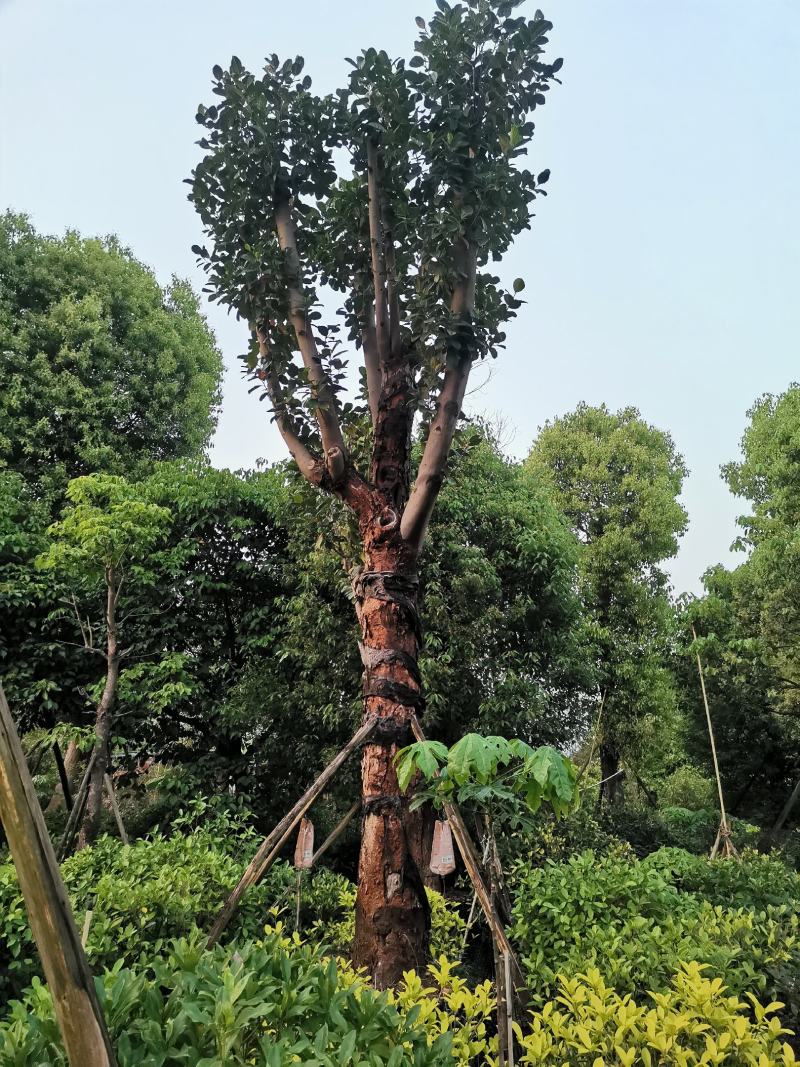 木菠萝树