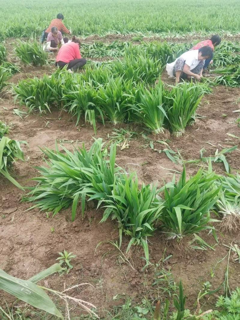 蓝花鸢尾鸢尾价格20-30公分鸢尾基地货源充足
