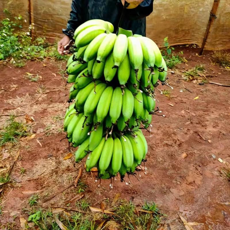 广东省湛江市硇州岛粉香蕉大量现货。，