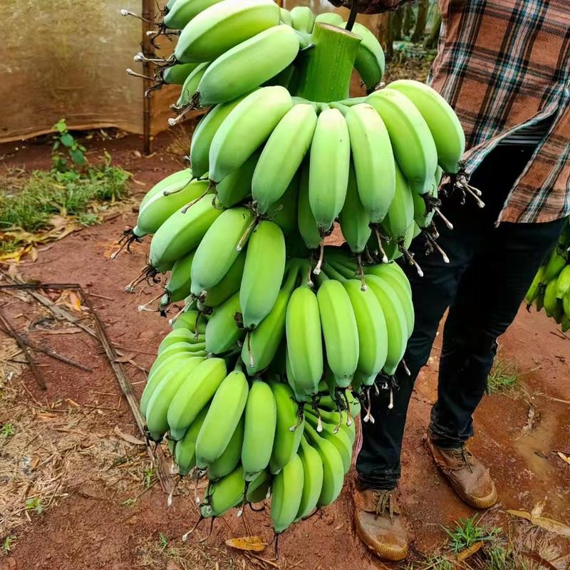广东省湛江市硇州岛粉香蕉大量现货。，