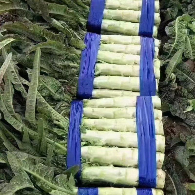 莴笋红香叶莴笋产地品行好不垒口有需要的老板来电