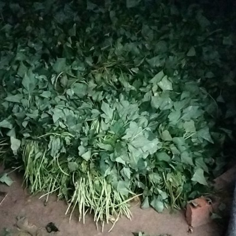 红薯苗