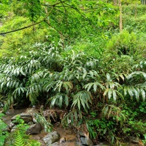 大山野生山姜，南姜，药用，高成分，鲜货，在采摘，