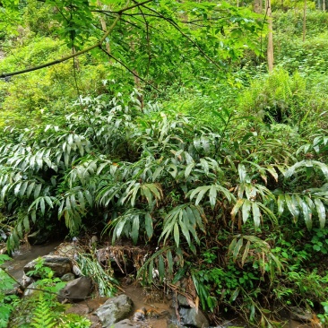 大山野生山姜，南姜，药用，高成分，鲜货，下单在采摘，