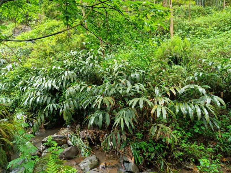 大山野生山姜，南姜，药用，高成分，鲜货，下单在采摘，