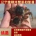 辽宁盘锦河蟹苗扣蟹苗，全母蟹毛蟹大闸蟹苗蟹苗成活率高
