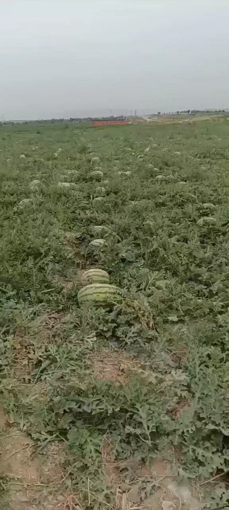 双红金城硒砂瓜产地供应包熟包甜大量供应