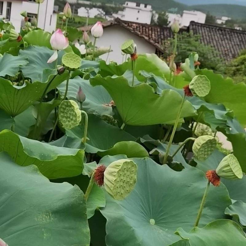 纯红花太空种苗