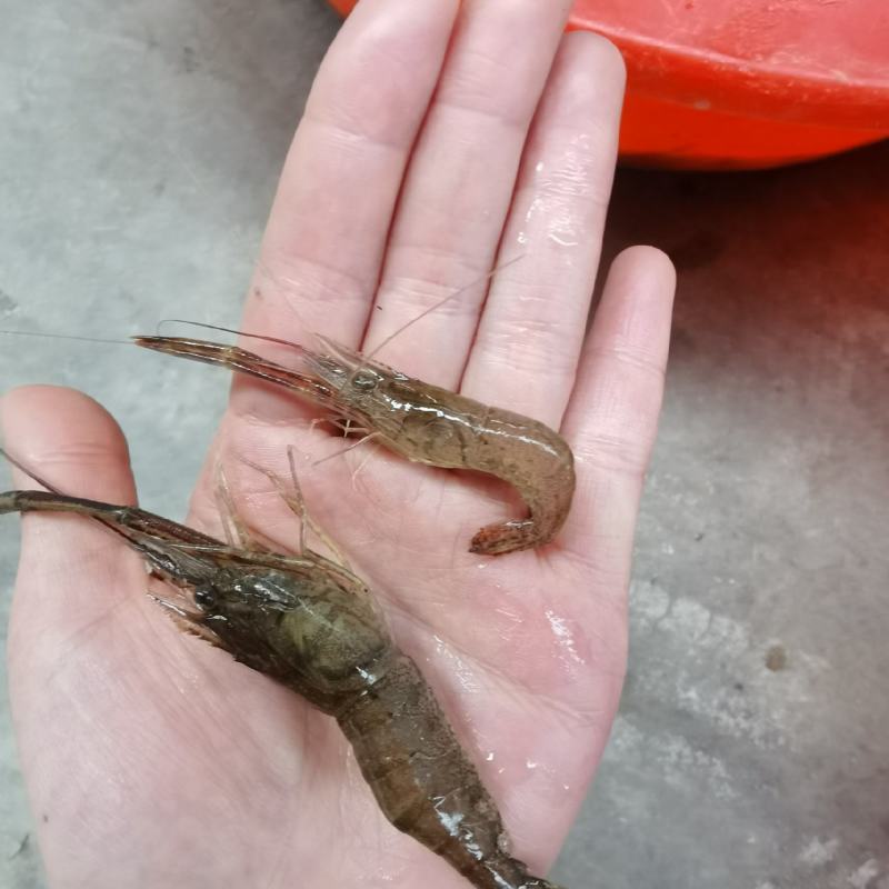 微山湖原生态自然生长河虾，青虾，冰鲜河虾，