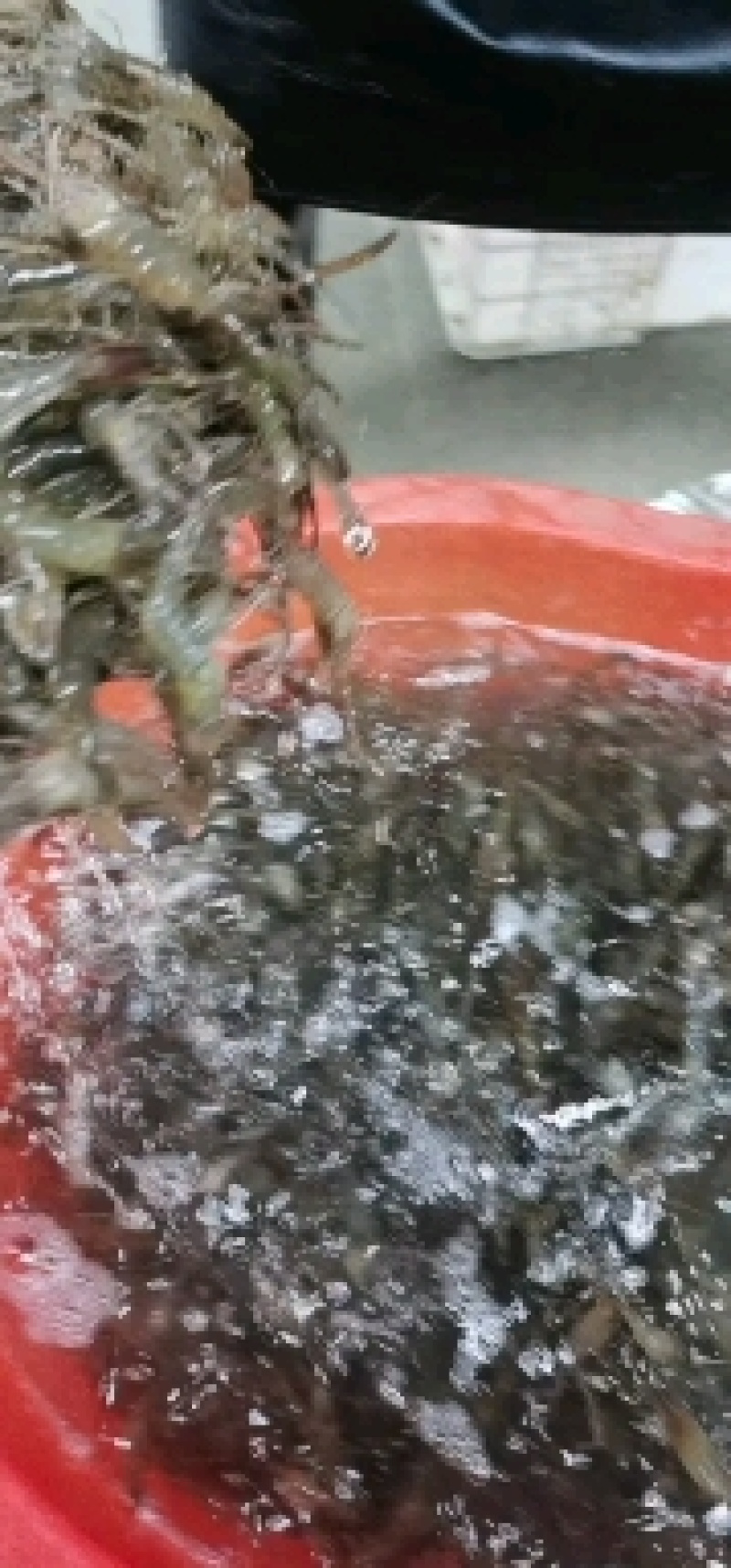 微山湖原生态自然生长河虾，青虾，冰鲜河虾，