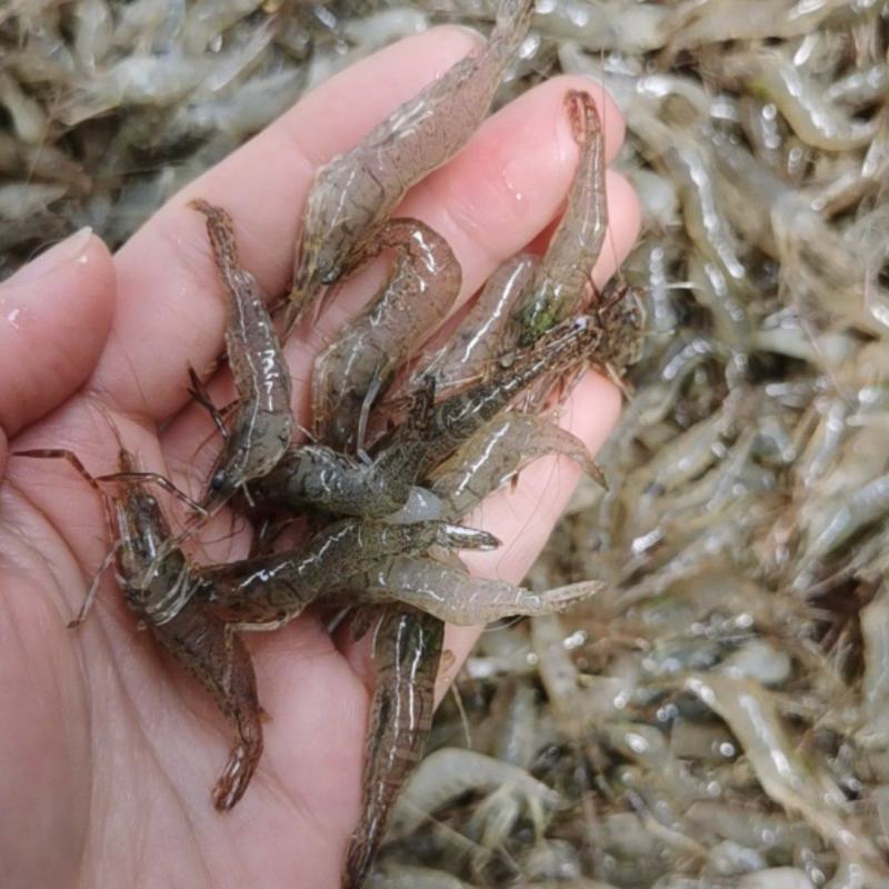 微山湖原生态自然生长河虾，青虾，冰鲜河虾，
