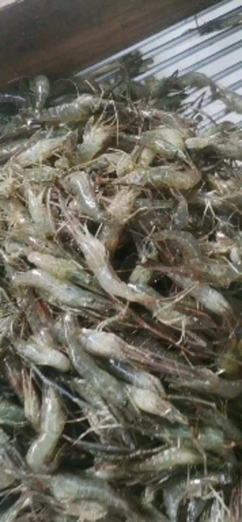 微山湖原生态自然生长河虾，青虾，冰鲜河虾，