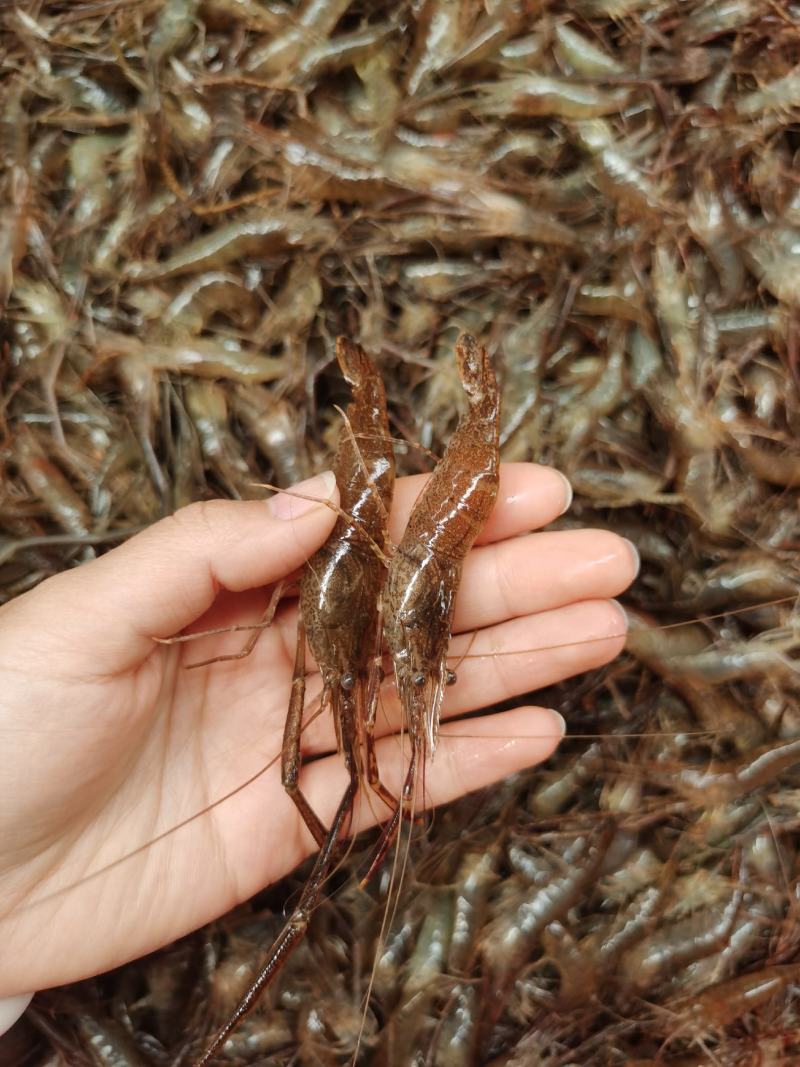 微山湖原生态自然生长河虾，青虾，冰鲜河虾，